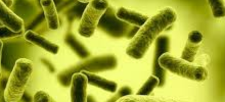 Para Pengurai Mini: Solusi Alami untuk Limbah Masker