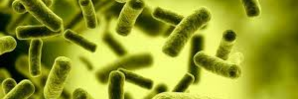 Para Pengurai Mini: Solusi Alami untuk Limbah Masker